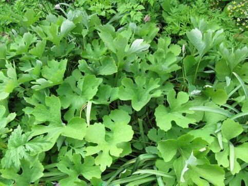 herb celandine to remove papillomas